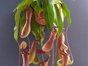 NEPENTHES ALATA - Pitcher Plant. Carnivorous Plant-Monkey Jars