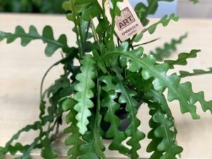 Fishbone Cactus hanging basket