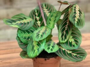 Maranta Fascinator tricolour  “prayer plant