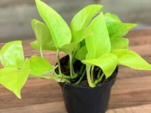 Neon Pothos - Devil's Ivy