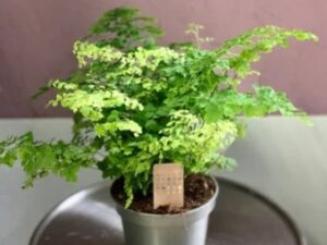 Maidenhair Fern