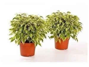 Ficus Benjamina 'Kinky'